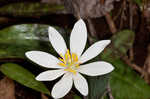 Bloodroot